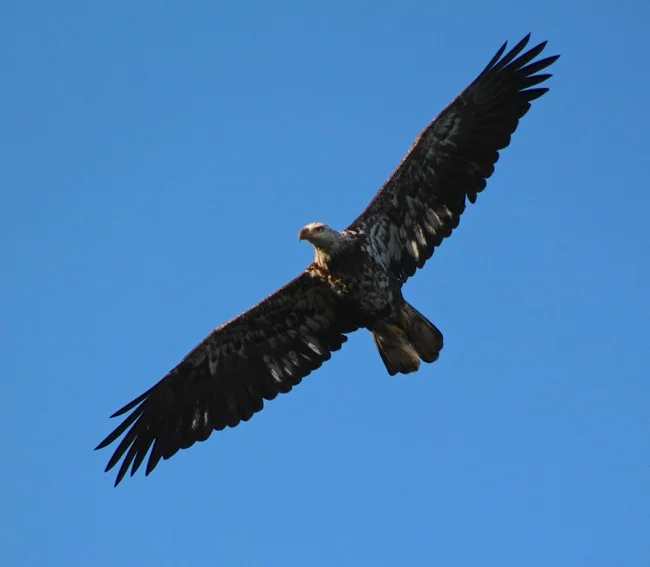 Eagle full wingspan!