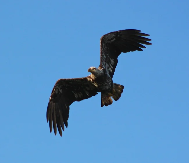 Eagle in action!
