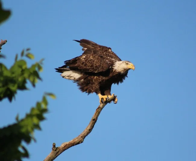 The Eagle's grip!