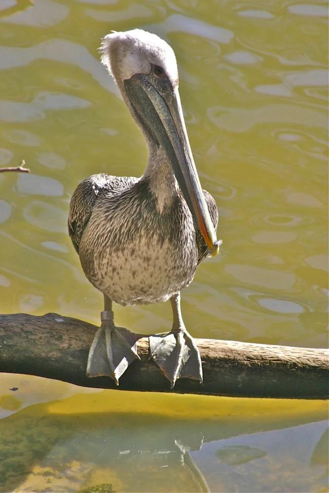 Patty the Perfectly Perched Pelican