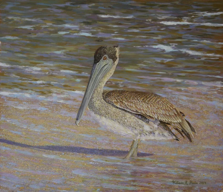 Pelican's Solitary Respite