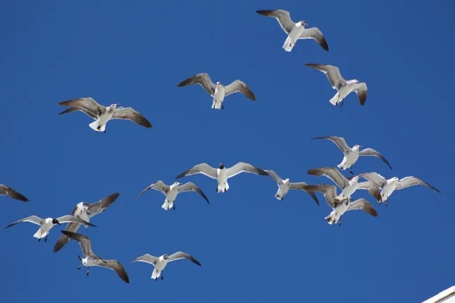 Seagulls Feeding Frenzy!