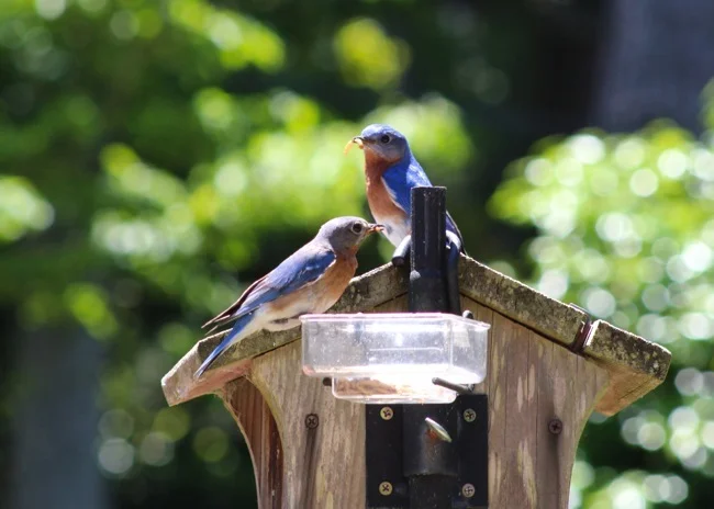 Bluebirds at the feeder