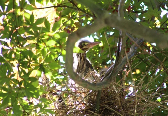 Green Heron baby