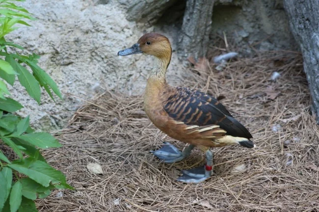 Fulvous Duck