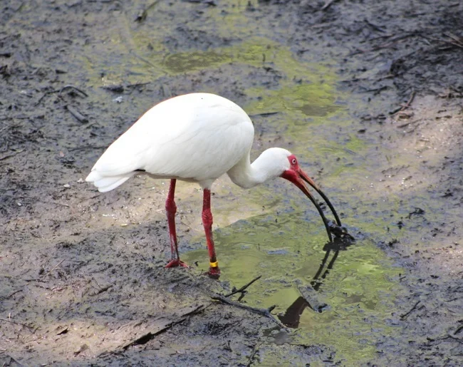 White Ibis