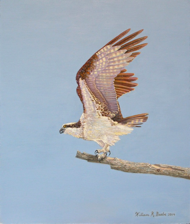 Out on a Limb , by William R. Beebe, 14 x 12, oil on board, $2200