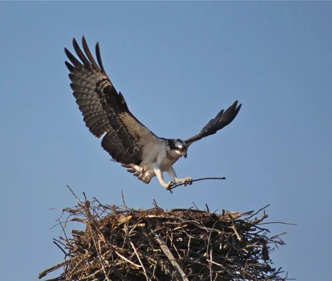 Back to the Nest, photo by William R. Beebe