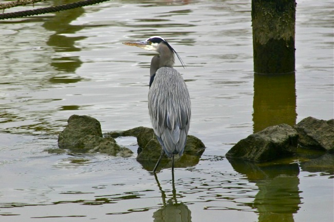 Two Rivers Heron, photo by William R. Beebe