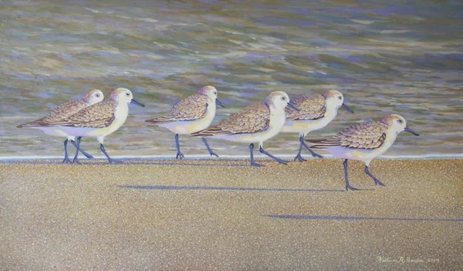 The Sanderling Six by William R. Beebe, 12 x 20, oil on board, $2500