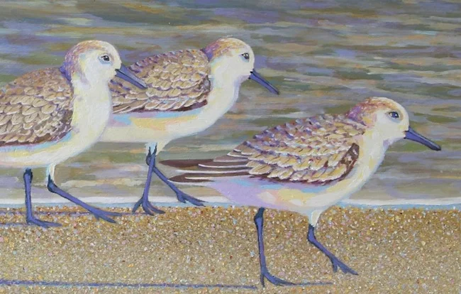 The Sanderling Six (detail shot) by William R. Beebe