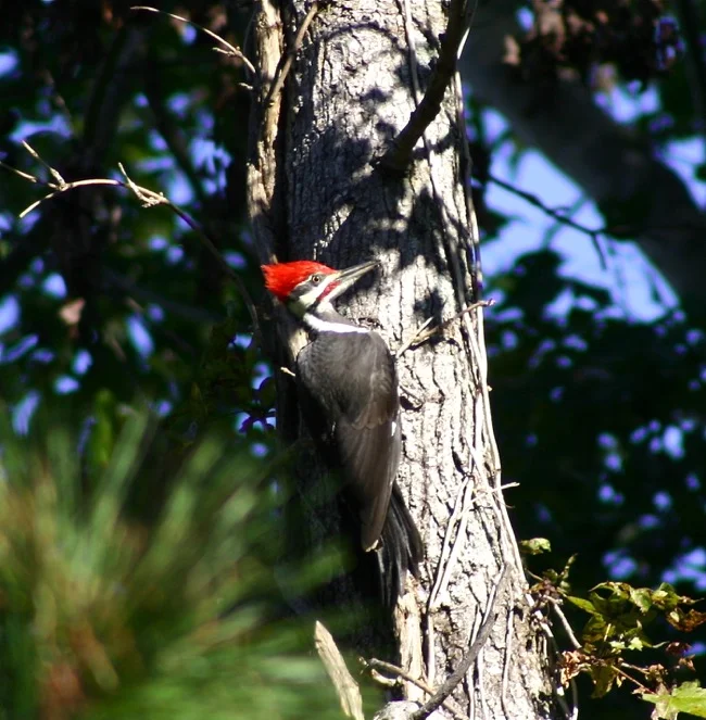 Pileated Woodpecker photographed by William R. Beebe