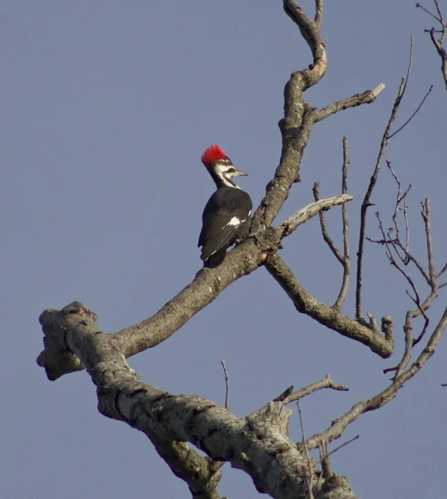Pileated Woodpecker photographed by William R. Beebe