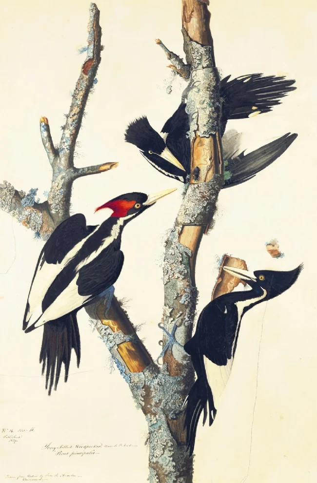 Ivory-billed Woodpeckers by John James Audubon