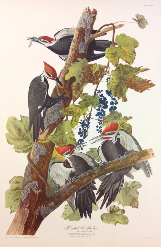 Pileated Woodpeckers by John James Audubon