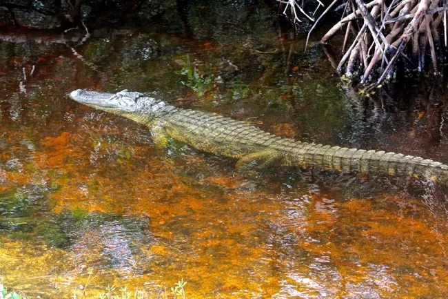 Alligator at the Ding Darling Wildlife Refuge