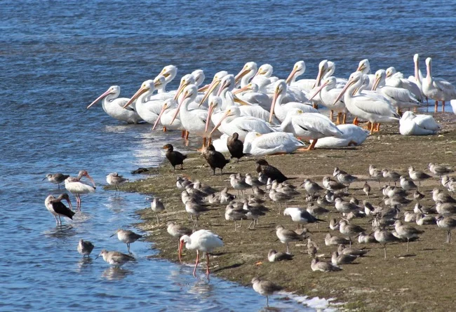 White Pelicans at Ding Darling Wildlife Refuge