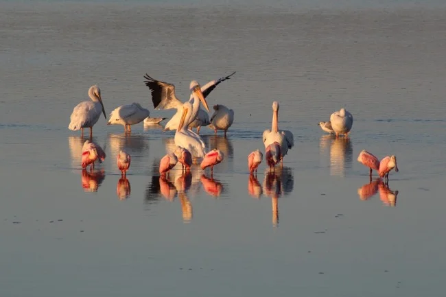 "Gather 'round" at Ding Darling Wildlife Refuge ~ White Pelicans and Roseate Spoonbills