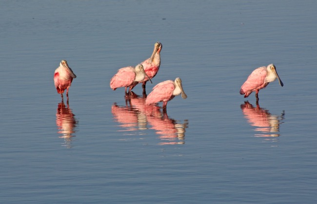Roseate Spoonbills in Ding Darling National Wildlife Refuge