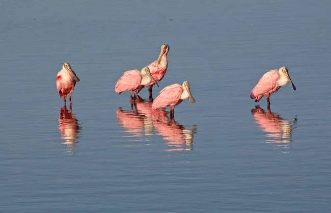 Roseate Spoonbills in Ding Darling National Wildlife Refuge
