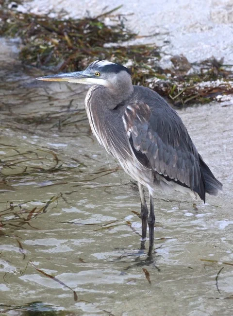 Sanibel Blue Heron