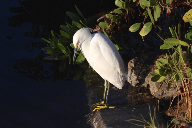 Snowy Egret in Ding Darling National Wildlife Refuge