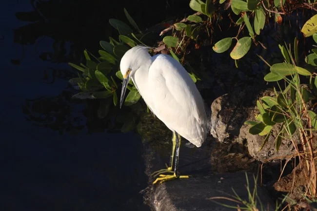 Snowy Egret in Ding Darling National Wildlife Refuge