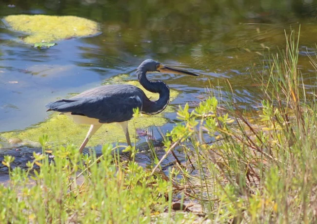Tricolored Heron in Ding Darling National Wildlife
