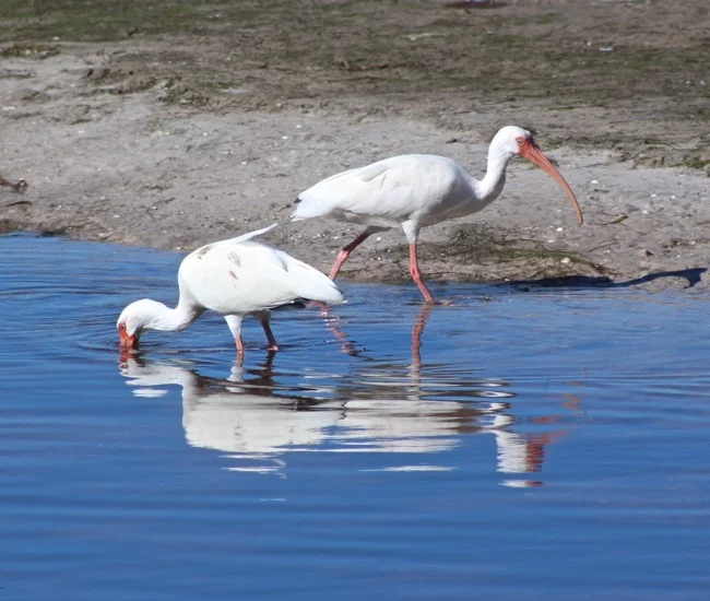 White Ibis in Ding Darling National Wildlife Refuge
