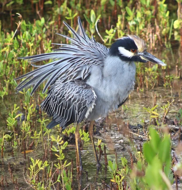 Yellow-crowned Night Heron in Ding Darling National Wildlife Refuge