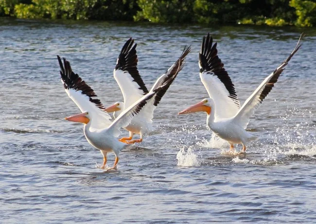 White Pelicans Taking Off in Ding Darling National Wildlife Refuge