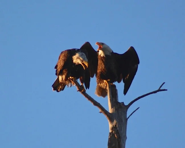 Sanibel Eagles