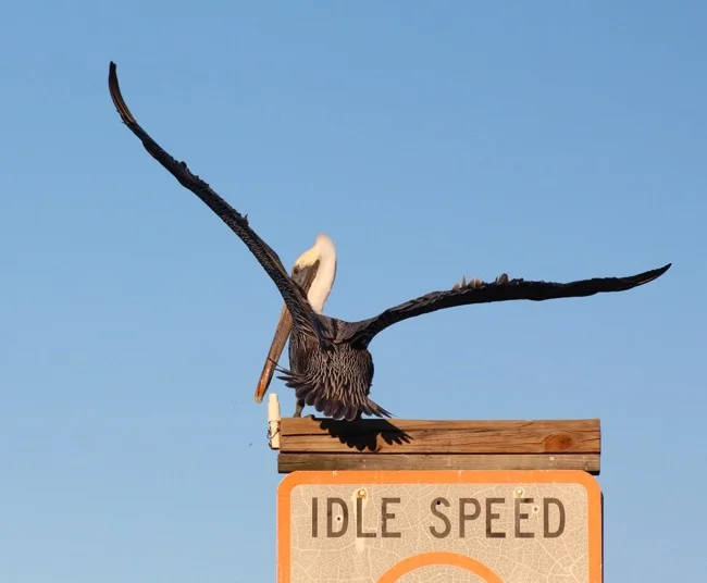 Sanibel Brown Pelican