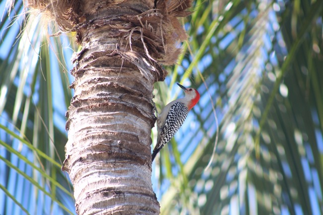 Red-bellied Woodpecker in Key Largo