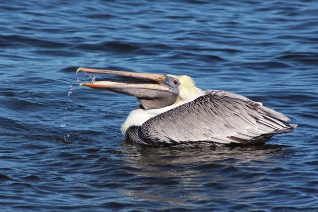 Brown Pelican Gargling in Marathon FL