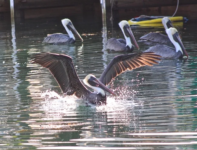 Water sports in Marathon on the canal!
