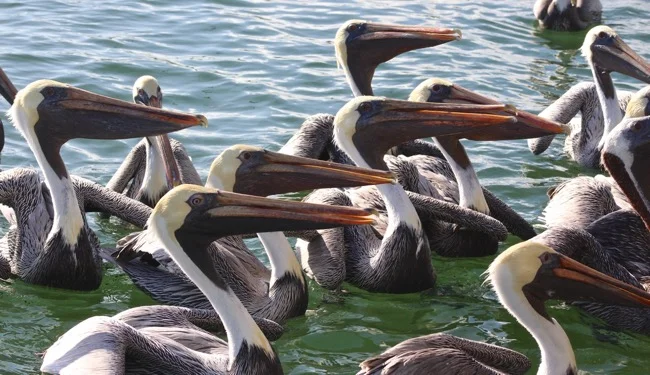 Feeding time in Marathon FL