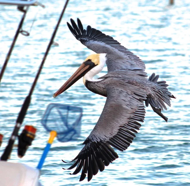 Following the fishing boats in Marathon FL