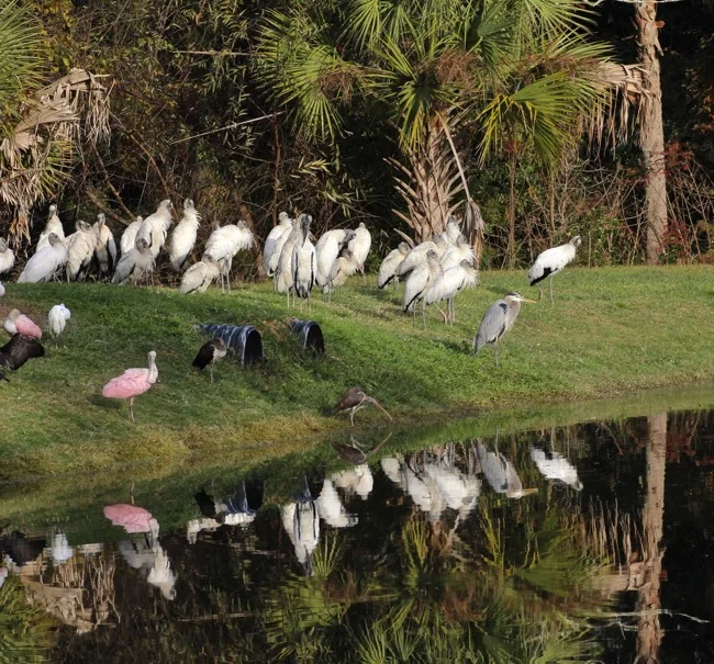 Waiting for the Tiki Bar to open ~ Spoonbills and Wood Storks and more.....