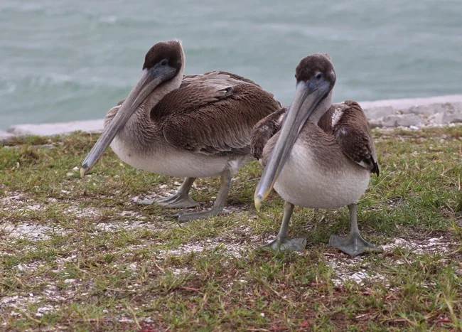 Sanibel Brown Pelicans