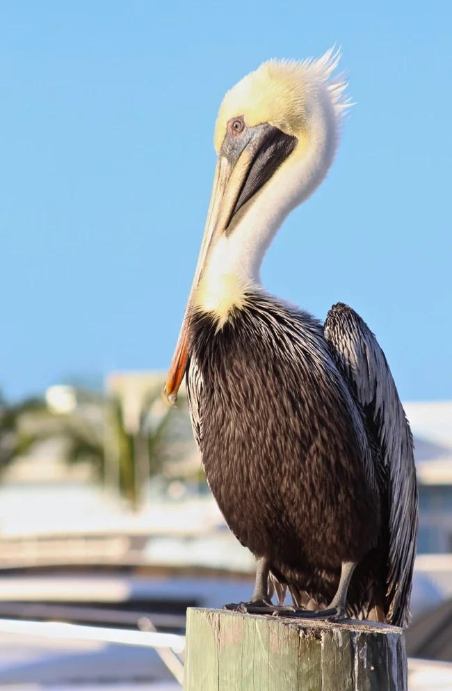 Brown Pelican at the Ocean Reef Marina in Key Largo FL