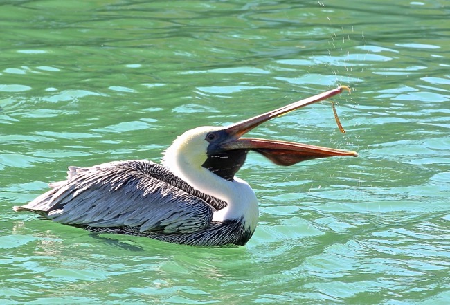 Gotcha!