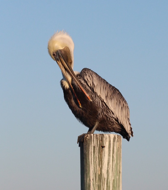 Preening the old chest feathers!