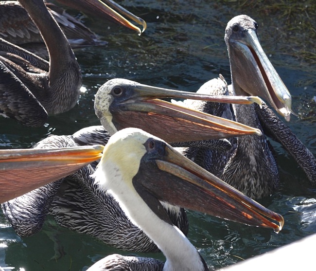 Looks like it is fish again for dinner!