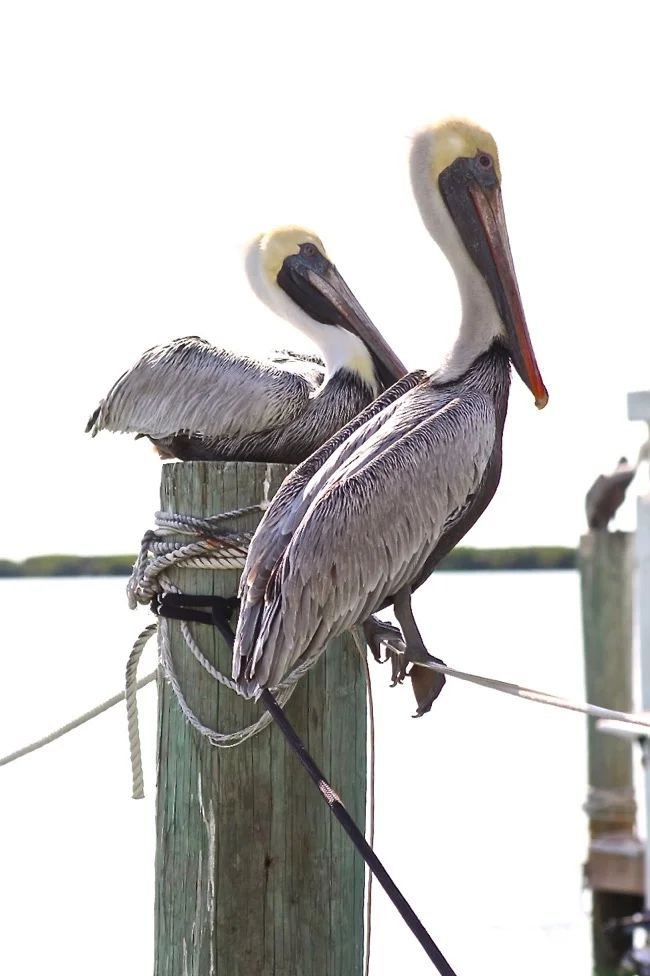 Take a load off while I keep a lookout!