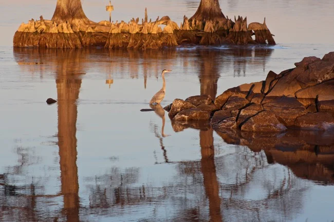 Between the Cypress Trees photo by William R. Beebe