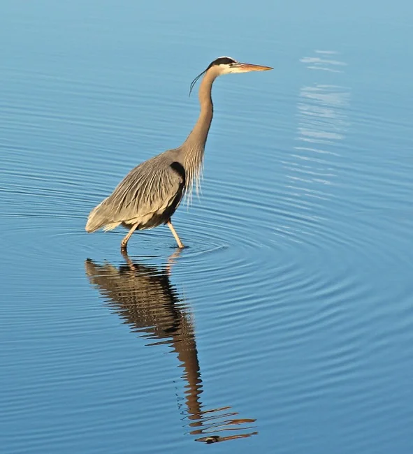 Moon Reflection photo by William R. Beebe