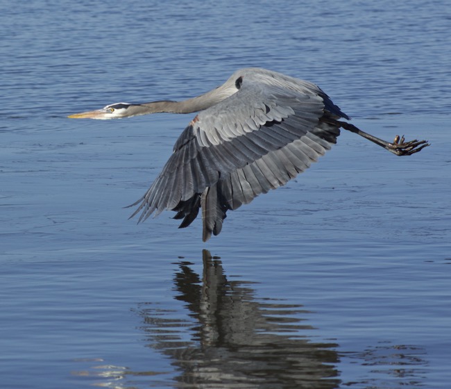 The Flyby photo by William R. Beebe