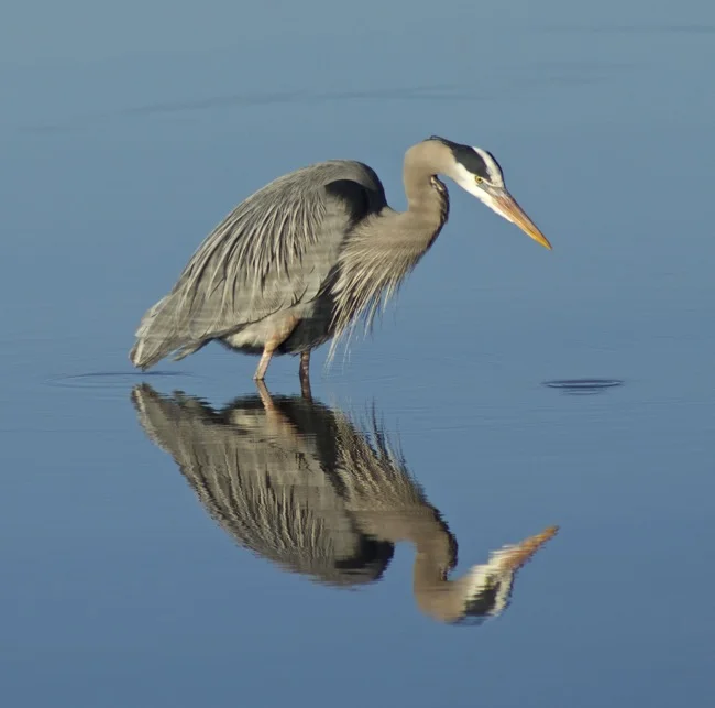 Contemplating photo by William R. Beebe
