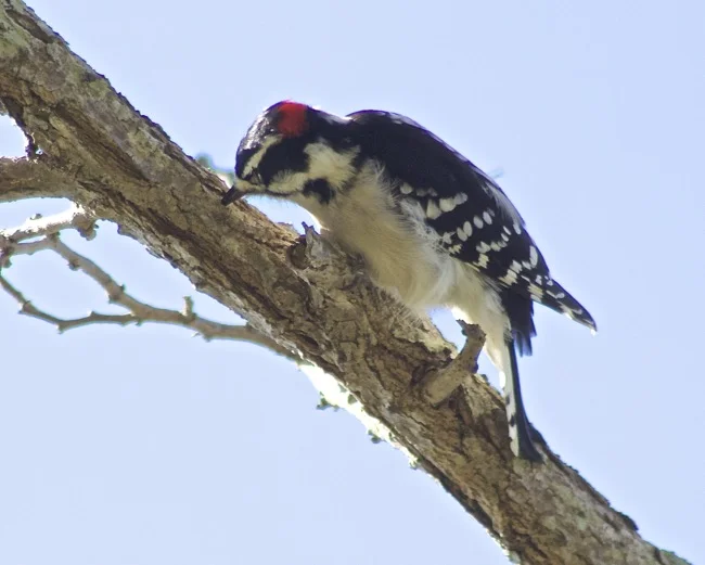 Downy Woodpecker photographed by William R. Beebe